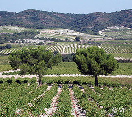 Les vignobles des Côtes du Rhône