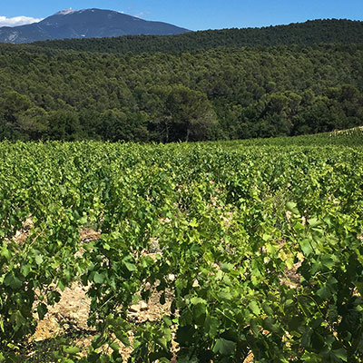 Les Vins de Provence.... un must à découvrir!