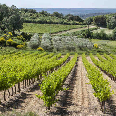 Les vignobles des Côtes du Rhône