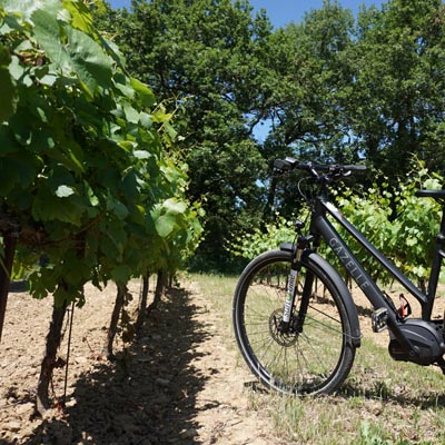 Les vignobles des Côtes du Rhône Les vignobles des Côtes du Rhône