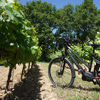 La route des Oliviers à vélo