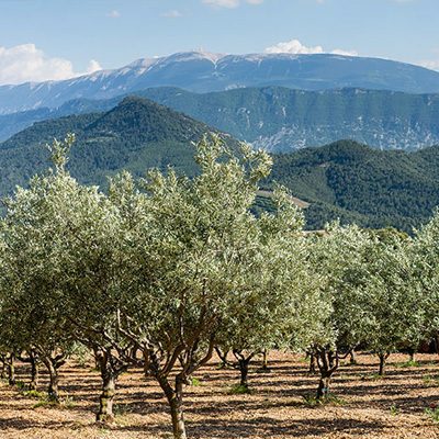 La route des Oliviers à vélo